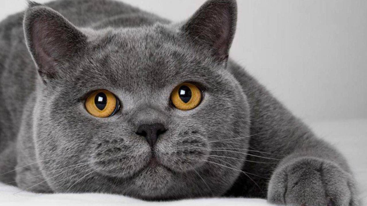 Il Gatto British Shorthair E Detto Il Bulldog Dei Gatti E C E Un Buon Motivo