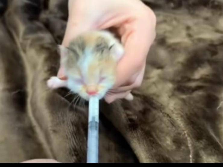 Il gattino affamato (Foto video)