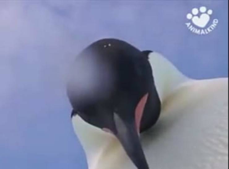 Il pinguino davanti la fotocamera (Foto video)