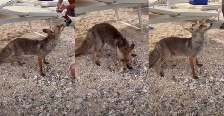 Volpe mascotte della spiaggia