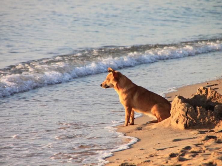 Protezione solare al cane: quando diventa necessaria e come applicarla