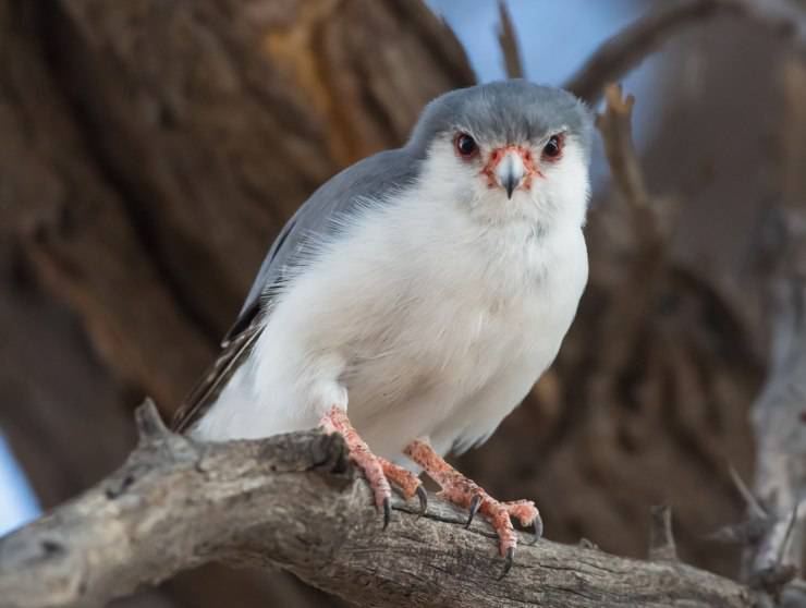 Il Falco Pigmeo Africano L Uccello Rapace Piu Piccolo Dell Africa