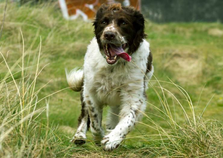 Springer spaniel inglese