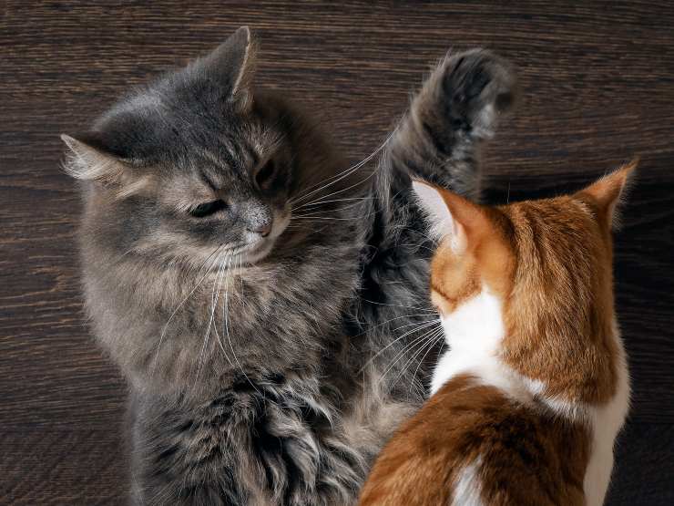 pelea de gatos estresados