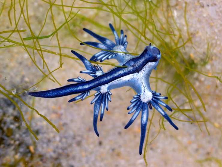 Creature marine di colore blu