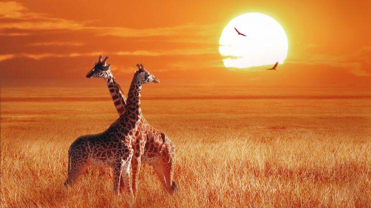 Giornata mondiale giraffa