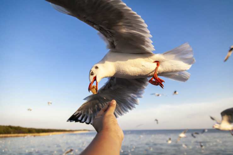 Un gabbiano in volo (Foto Adobestock)