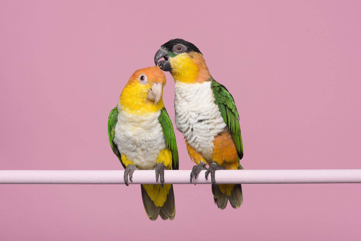 Top 10 Animali Che Uccidono Di Più