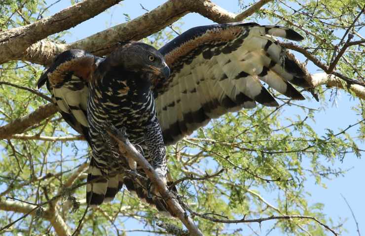 Gli uccelli più forti del mondo: aquila coronata 