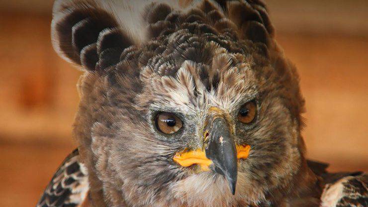 Aquila coronata africana Facebook