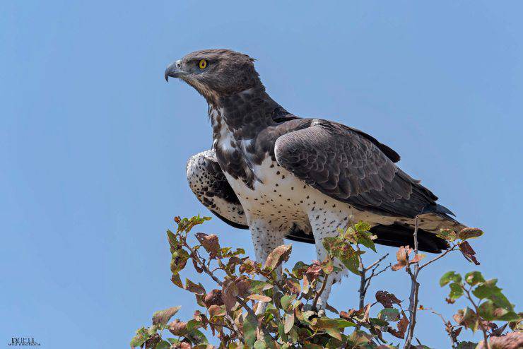 Aquila marziale