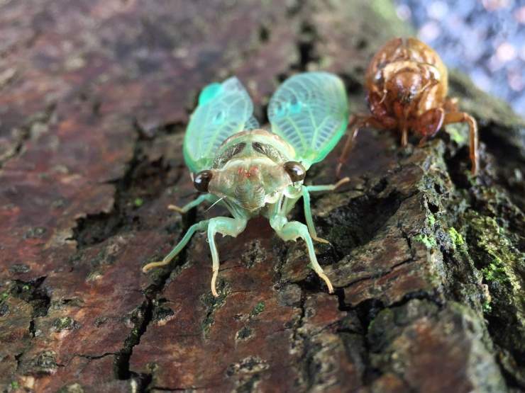 cicala insetto scheletro muta