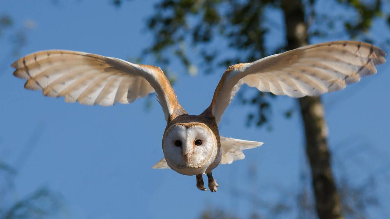 Barbagianni (Tyto Alba): caratteristiche, habitat, verso, significato