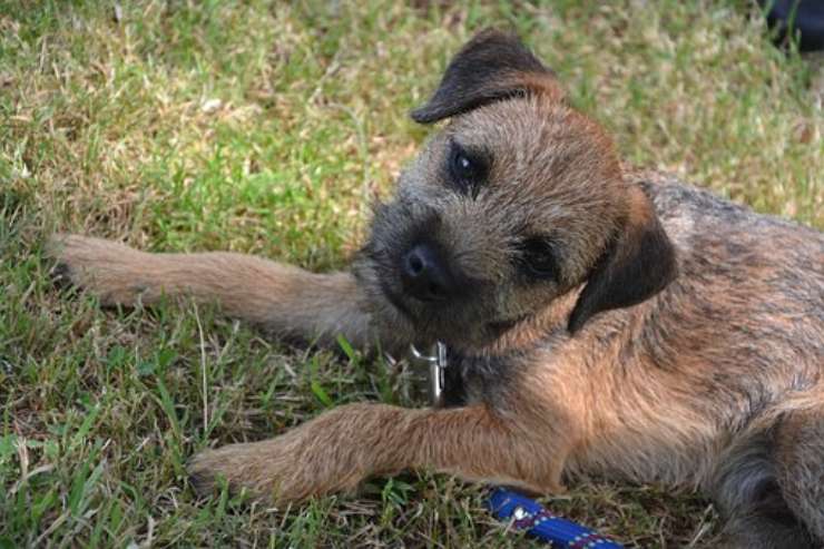 Adottare un Border Terrier