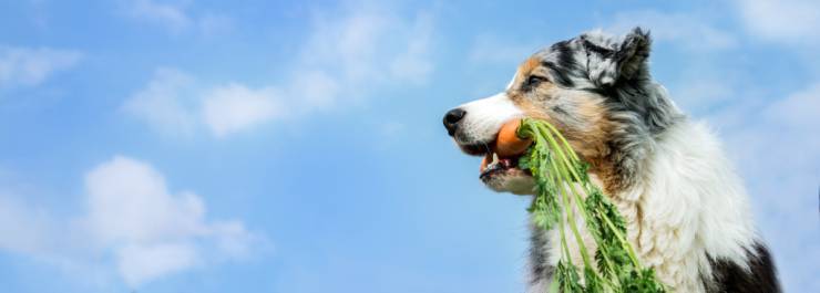 Dieta anti-age per cane