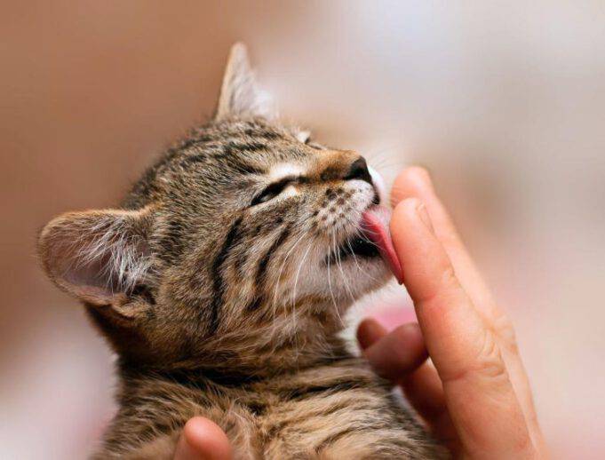 Il Mio Gatto Mi Lecca E Mordicchia