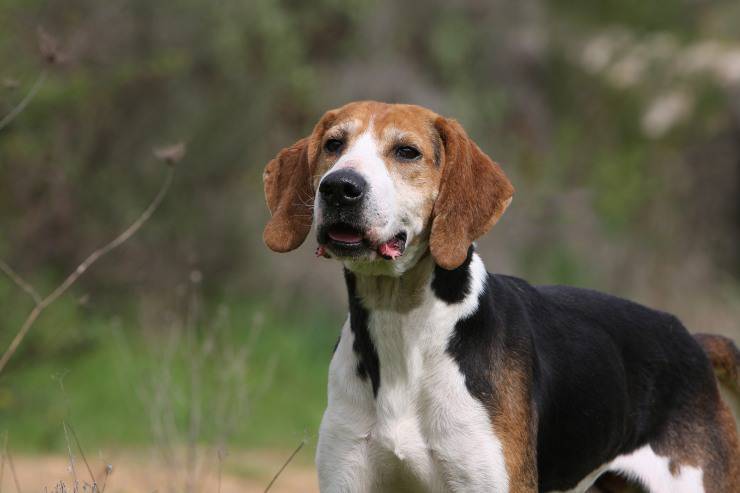 Chien Francais tricolore adulto