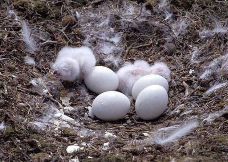 Civetta delle nevi nido uova