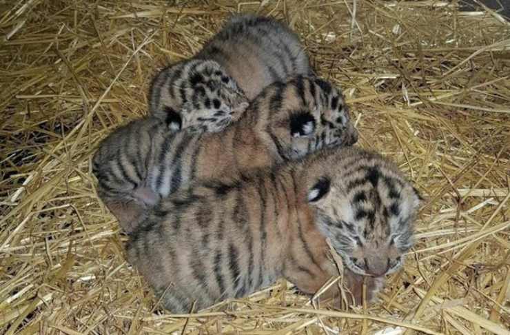 tre cuccioli tigre nati