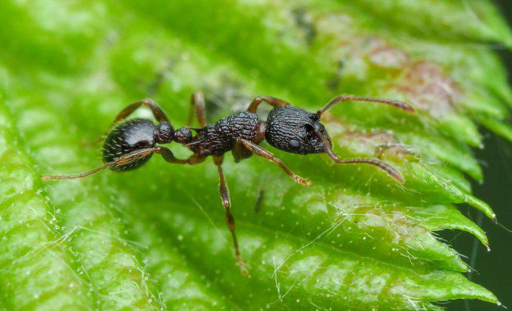 L’esoscheletro degli insetti: la formica