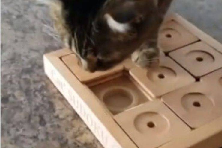 sudoku per gatti