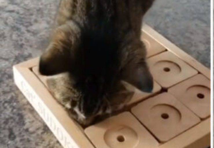 Gatto gioca a sudoku
