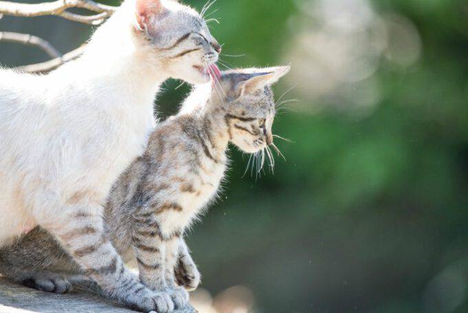 Perché Il Gatto Si Lecca Dopo Carezze