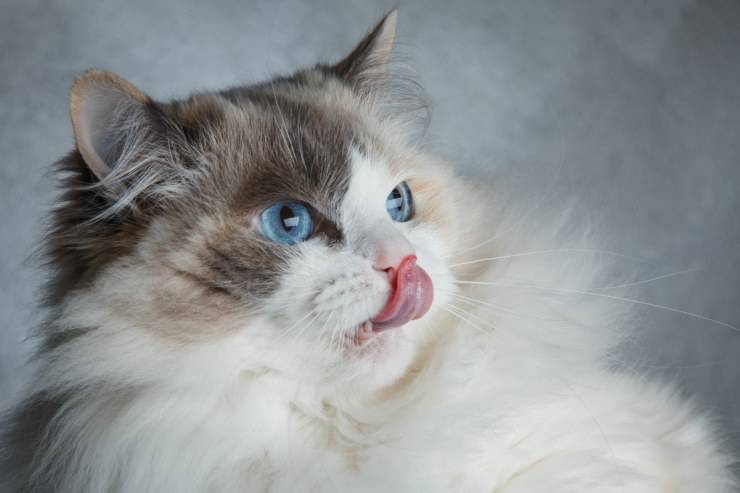 Il gatto lecca i capelli