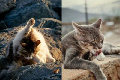 Gatto ha comportamenti strani