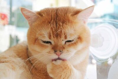 Gatto si lecca sempre