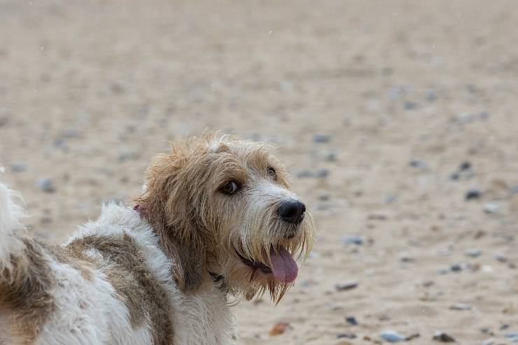 Grand basset griffon vendeen adulto