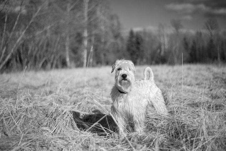 Irish soft coated wheaten terrier adulto