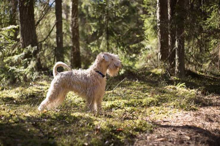 Irish soft coated wheaten terrier cucciolo