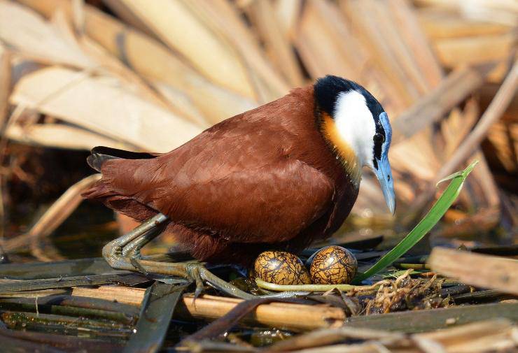 Jacana africana nido