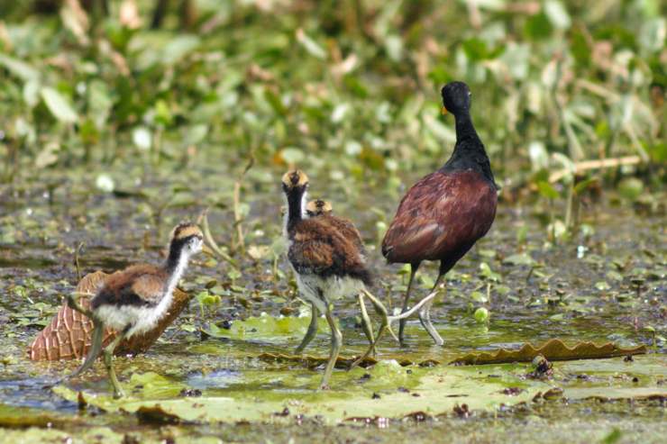 gruppo di jacana crestata