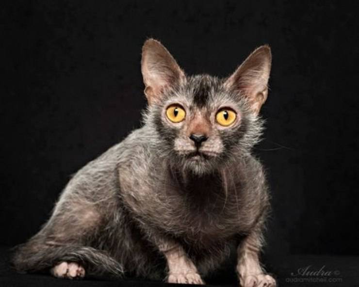 Lykoi gatto razza lupo