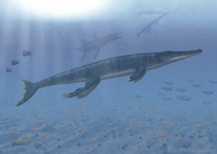 i talattosuchiani: rettili marini preistorici giganteschi
