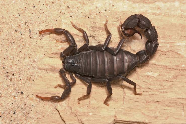 Parabuthus Transvaalicus scorpione 