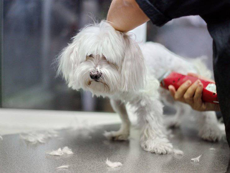 Perchè non si dovrebbe tosare il cane d'estate: pro e contro