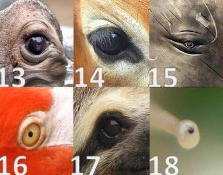 occhi animali scuola primaria