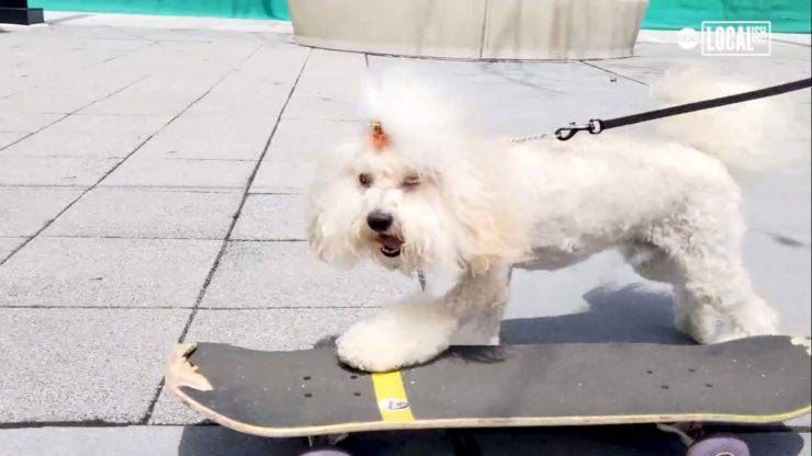 cane skateboard