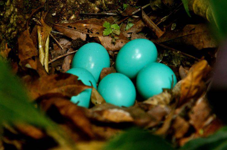 Tinamo gigante nido uova