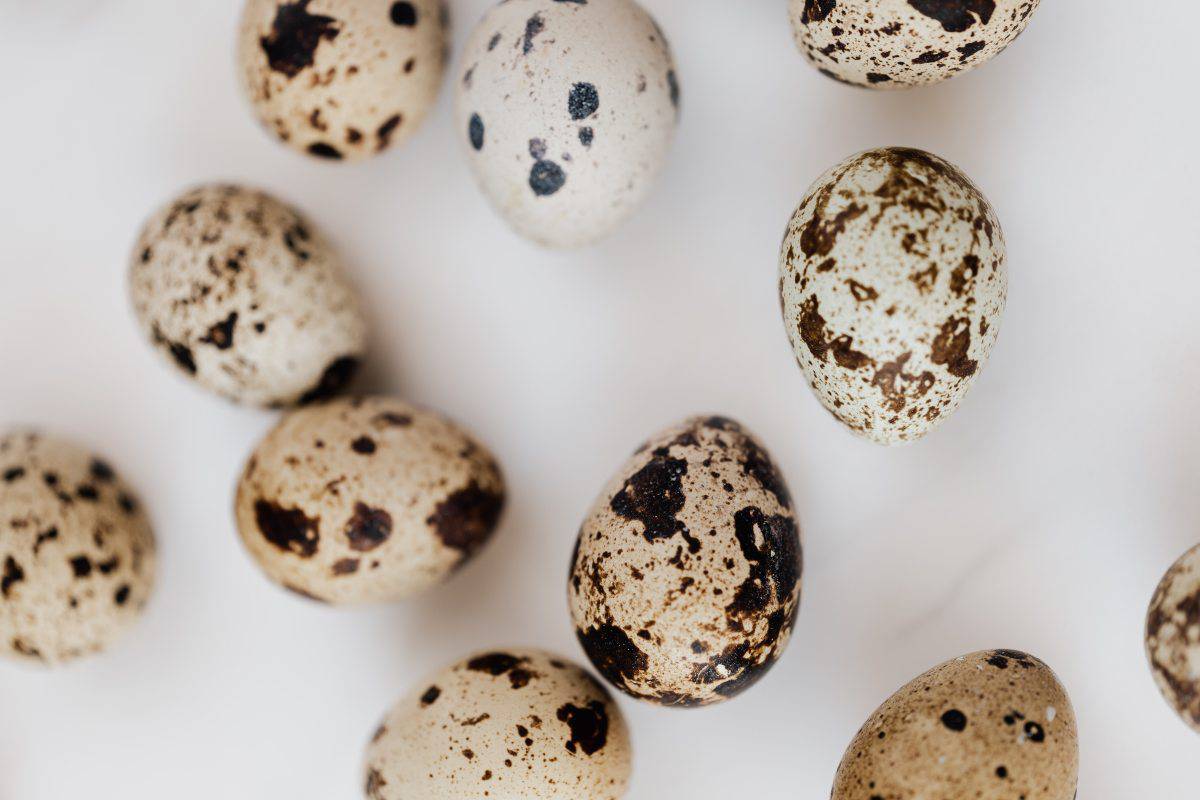Uova di uccello più comuni: come distinguerle a un primo sguardo