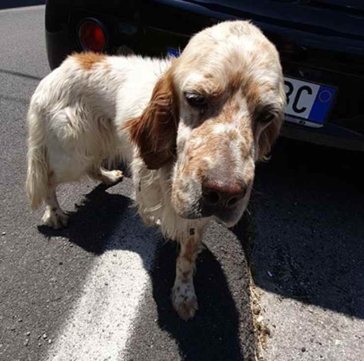 cane abbandonato provinciale