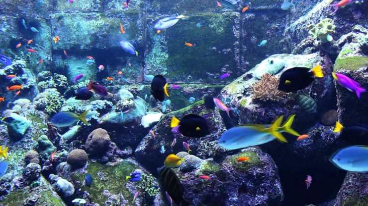 Guardare i pesci in un acquario: una vera e propria terapia per rilassarsi