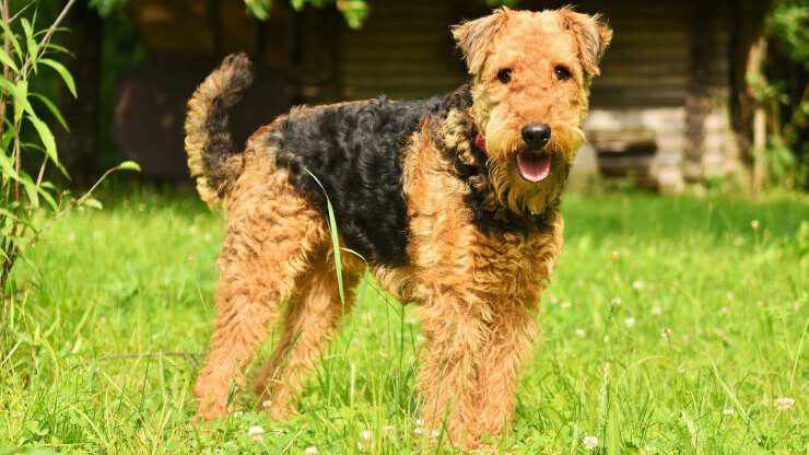 Airedale Terrier