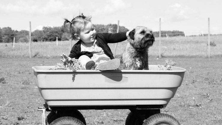 Affenpinscher e bambini