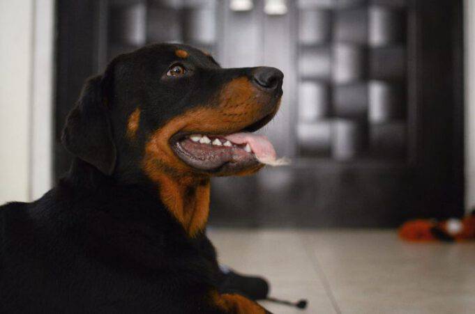 Cane Da Guardia Facile Da Gestire