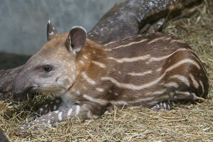 Tapiro: caratteristiche