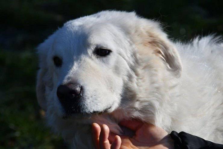 cani adottati e riportati in canile